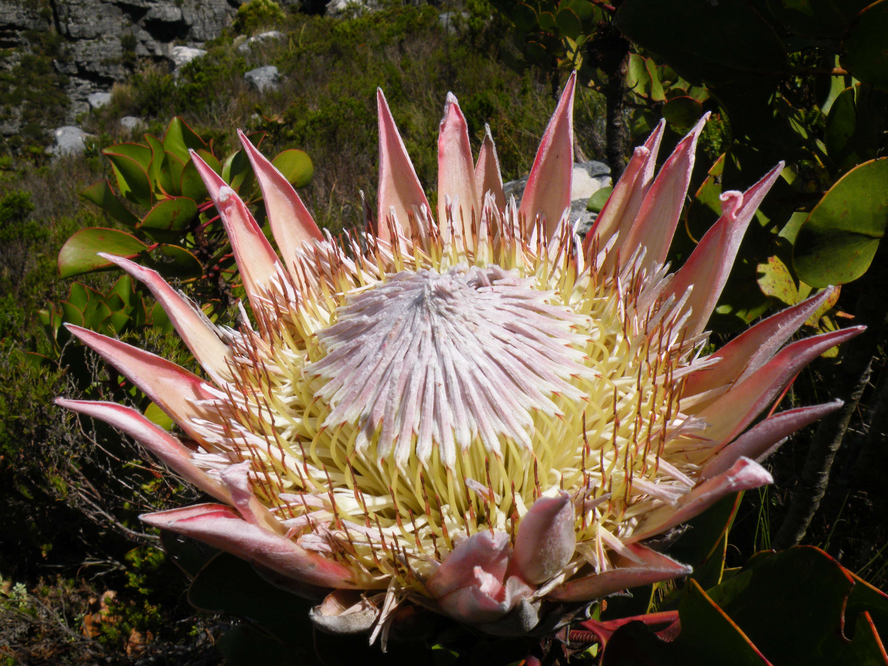 Imagem de Protea cynaroides (L.) L.