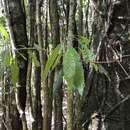 Imagem de Quercus stenophylloides Hayata