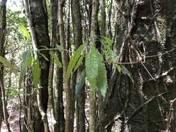 Imagem de Quercus stenophylloides Hayata