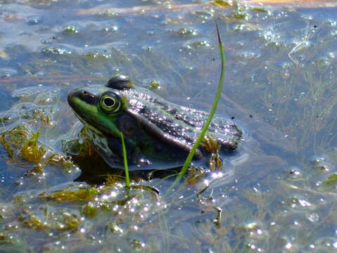 صورة Pelophylax esculentus