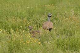 Image of Blue Bustard