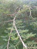 Image of Paperbark acacia