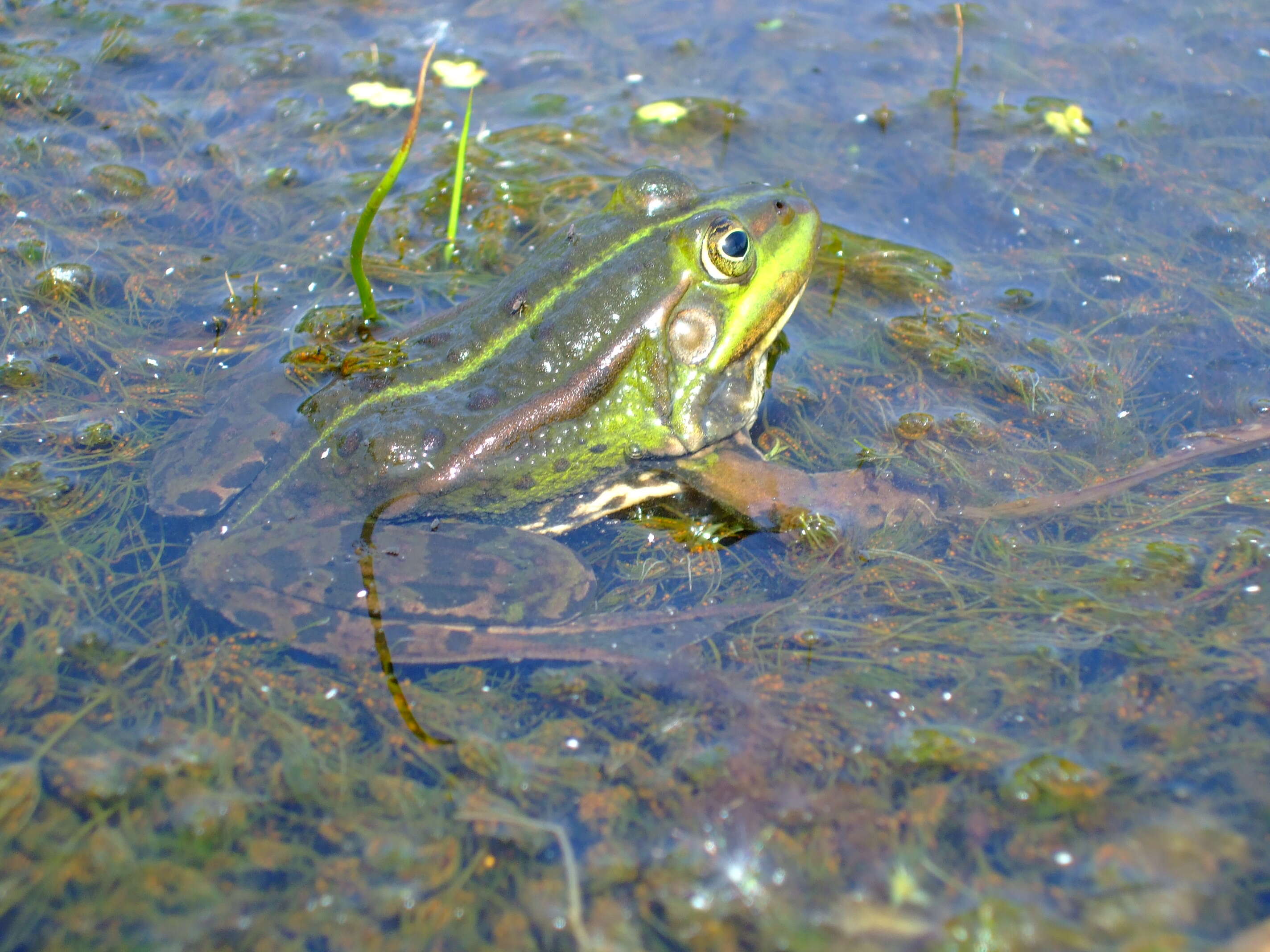 صورة Pelophylax esculentus