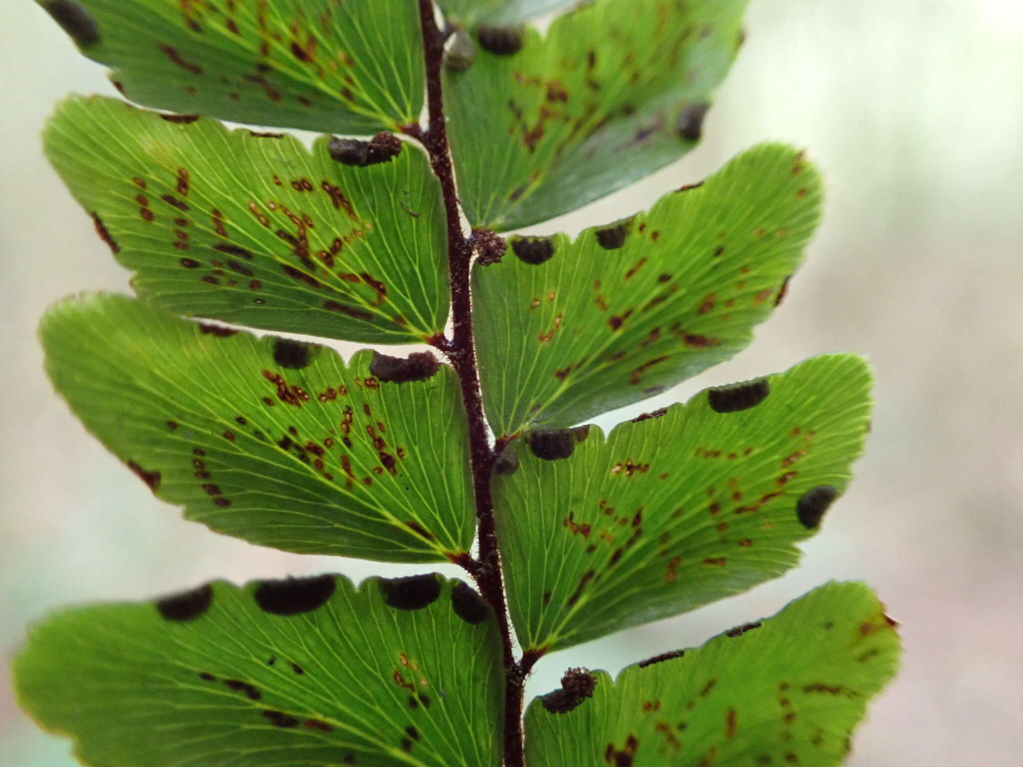 Adiantum pyramidale (L.) Willd.的圖片