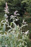 Image of Horse Mint