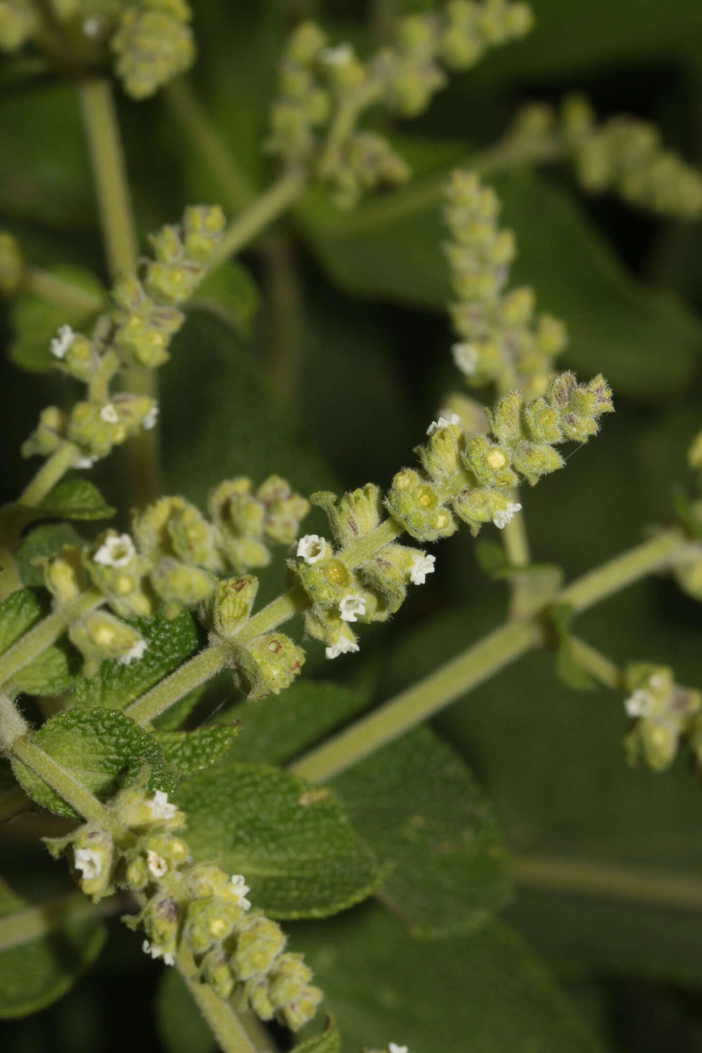 Слика од Lepechinia betonicifolia (Lam.) Epling