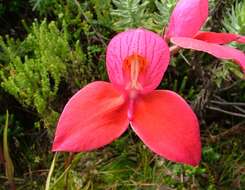 Image of Red Disa