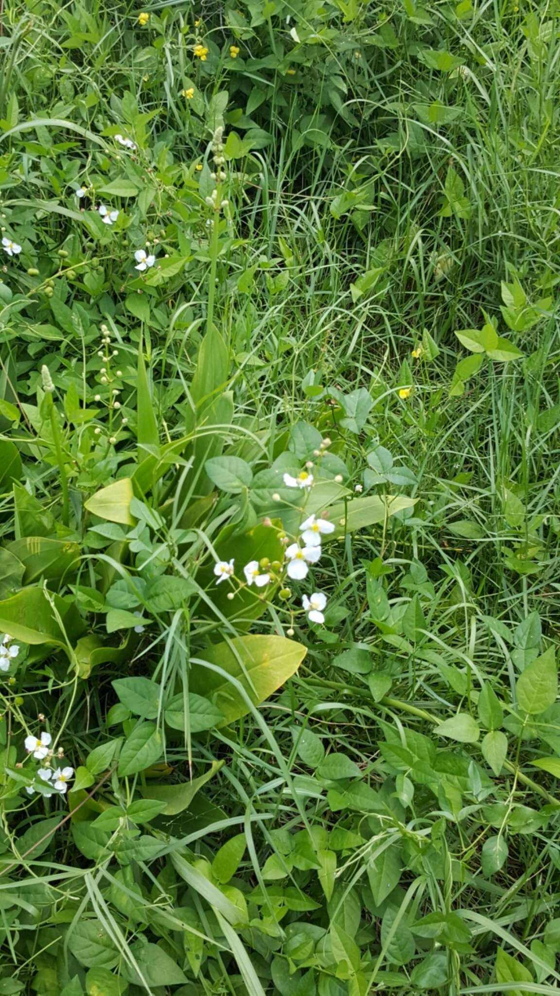 Sivun Sagittaria platyphylla (Engelm.) J. G. Sm. kuva