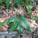 Imagem de Panicum boscii Poir.