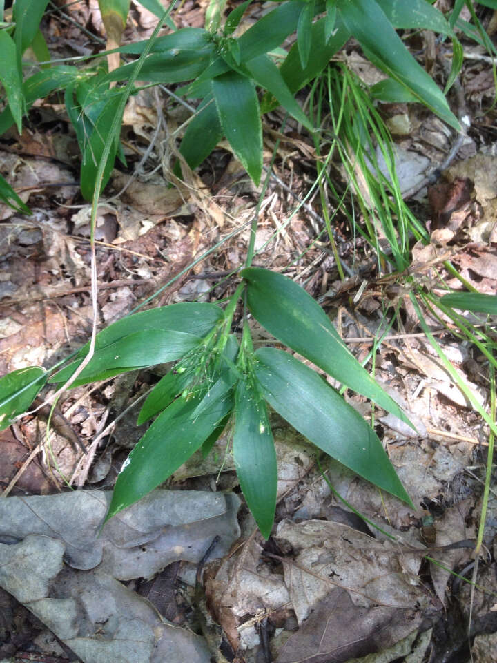 Image of Bosc's panicgrass