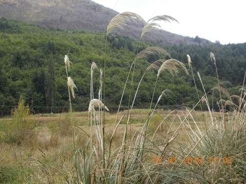 صورة Austroderia richardii (Endl.) N. P. Barker & H. P. Linder