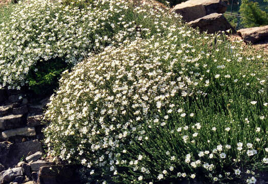 Image of stitchwort