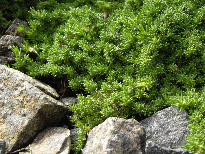 Plancia ëd Cherleria obtusiloba (Rydb.) A. J. Moore & Dillenb.