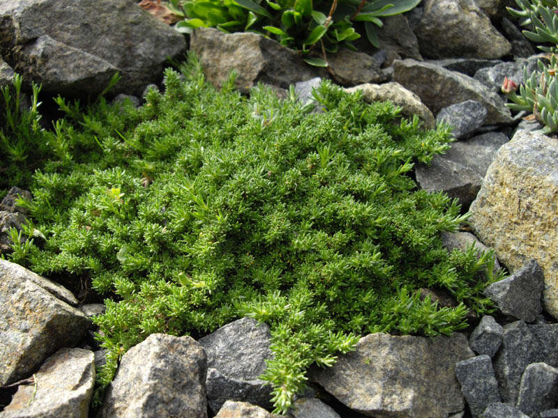 Plancia ëd Cherleria obtusiloba (Rydb.) A. J. Moore & Dillenb.