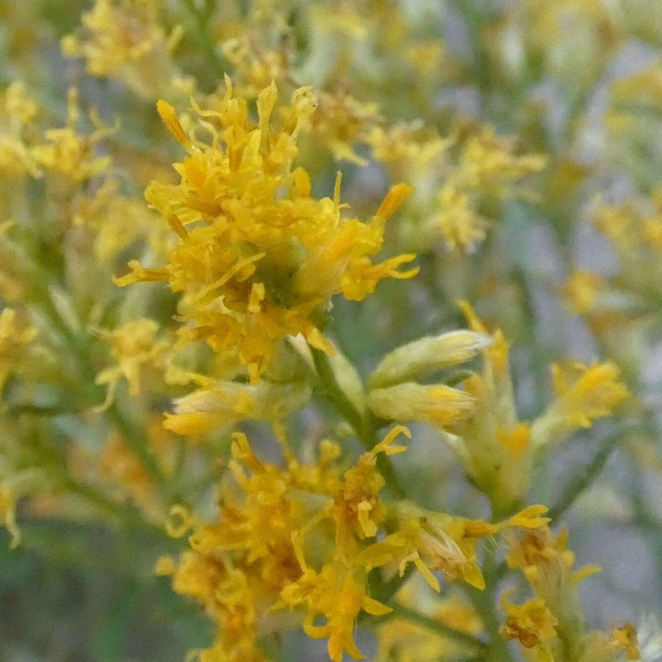 Слика од Gundlachia diffusa (Benth.) Urbatsch & R. P. Roberts