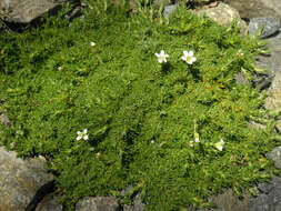 Plancia ëd Cherleria obtusiloba (Rydb.) A. J. Moore & Dillenb.