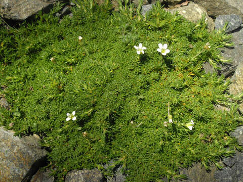 Plancia ëd Cherleria obtusiloba (Rydb.) A. J. Moore & Dillenb.