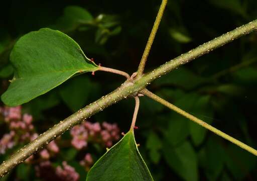 Image of Heteropterys palmeri Rose