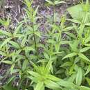 Galium arkansanum A. Gray resmi