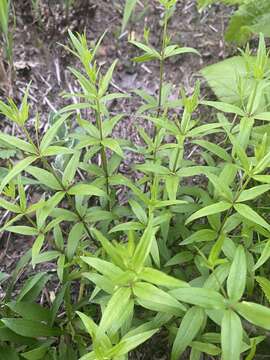 Plancia ëd Galium arkansanum A. Gray