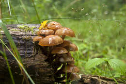 Imagem de Kuehneromyces mutabilis (Schaeff.) Singer & A. H. Sm. 1946