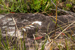 Imagem de Gladiolus inandensis Baker