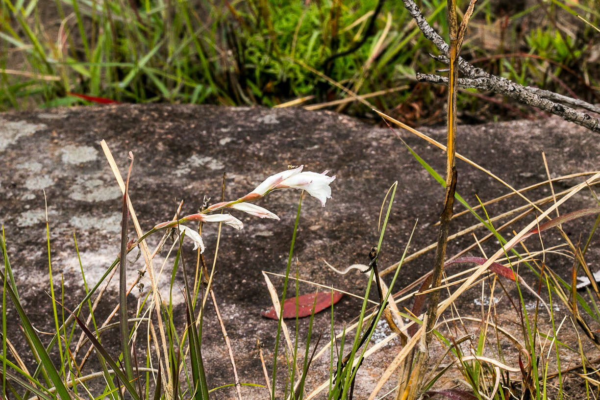 Imagem de Gladiolus inandensis Baker