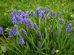 Image of Armenian grape hyacinth