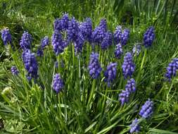 Image of Armenian grape hyacinth