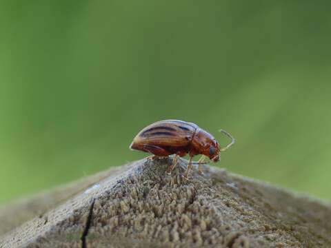 Image de <i>Arrhenocoela lineata</i>