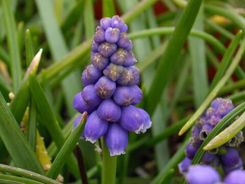 Image of Armenian grape hyacinth