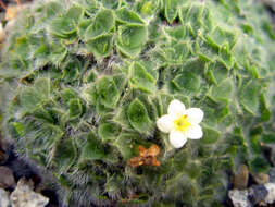 Image of Myosotis pulvinaris Hook. fil.