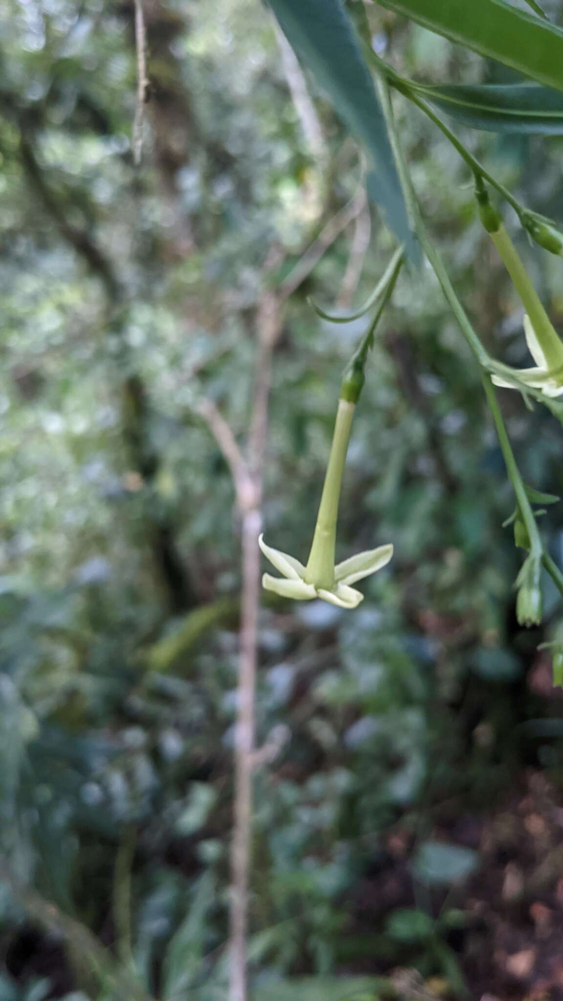 Image of Cestrum cristinae D. A. Soto