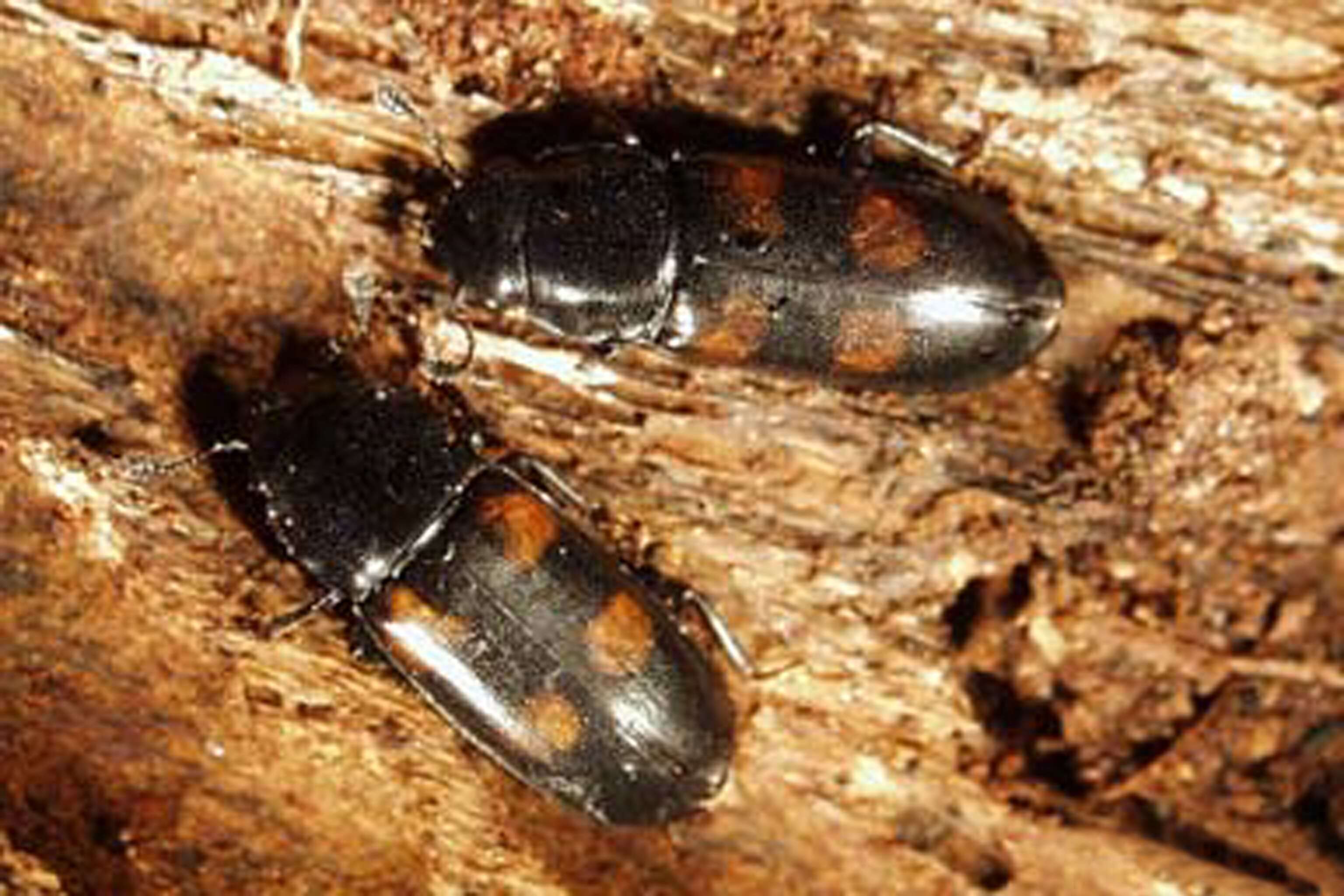 Image of Glischrochilus quadripunctatus