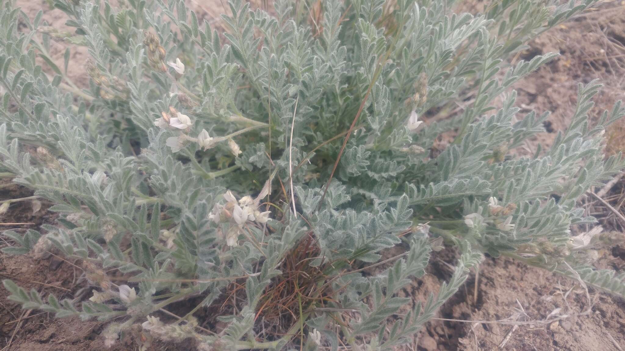 Imagem de Astragalus lyallii A. Gray