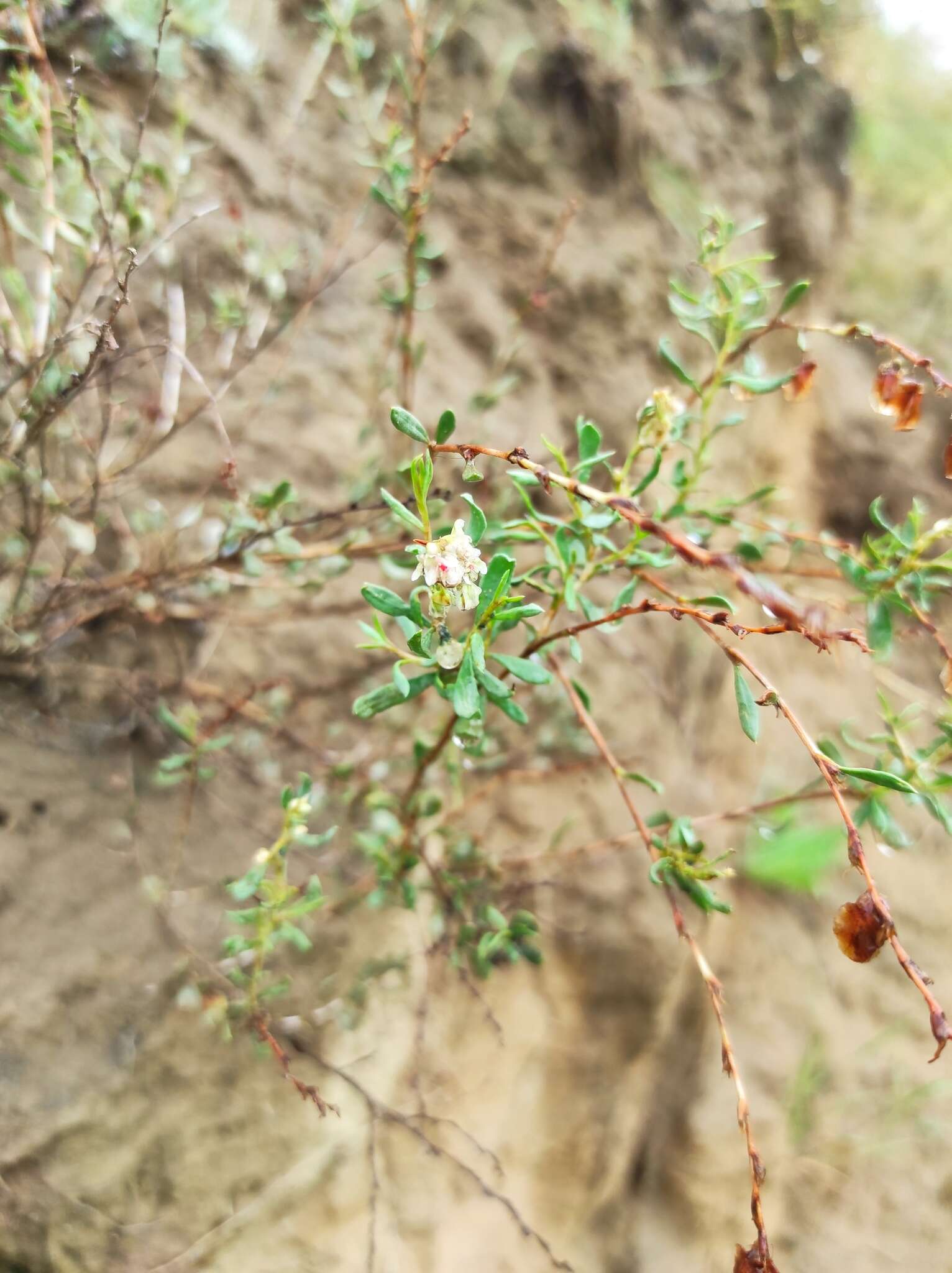 Image of Atraphaxis frutescens (L.) Ewersm.