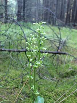 Image of Platanthera fuscescens (L.) Kraenzl.