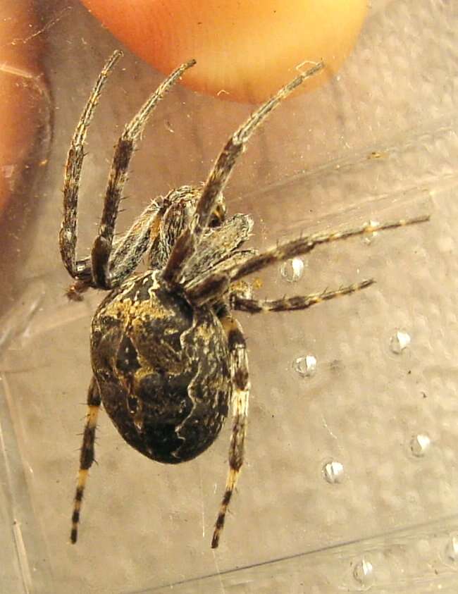 Image of Gray Cross Spider