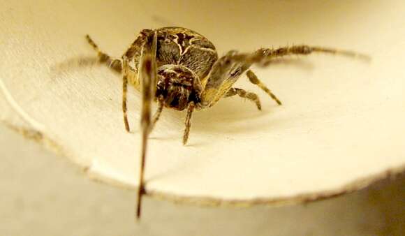 Image of Gray Cross Spider