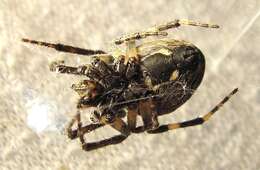 Image of Gray Cross Spider