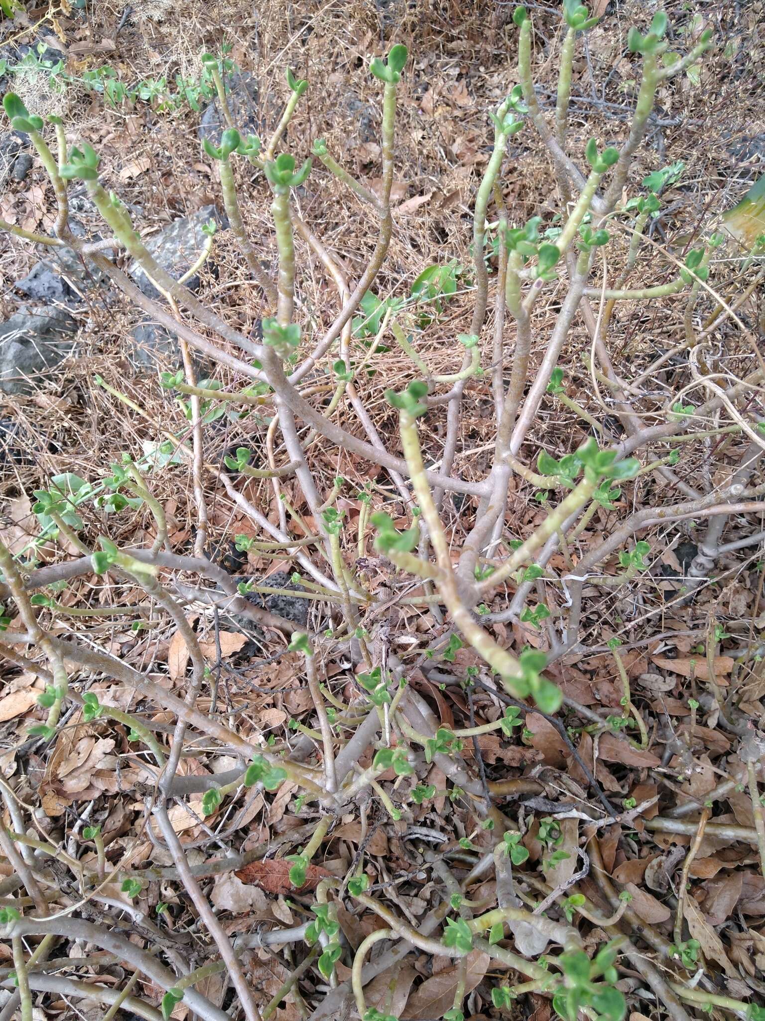 Image of Sedum sect. Pachysedum