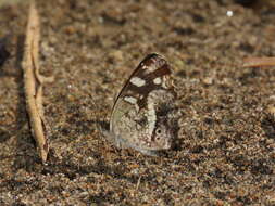 Image of Janatella fellula Schaus 1902