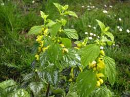 Imagem de Lamium galeobdolon (L.) L.