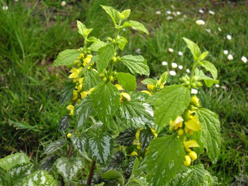 Imagem de Lamium galeobdolon (L.) L.