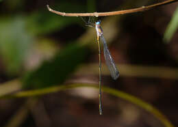 Image of Synlestes tropicus Tillyard 1917