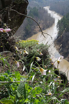 Imagem de Tulipa sylvestris subsp. australis (Link) Pamp.