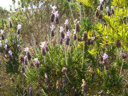 Image of French lavender