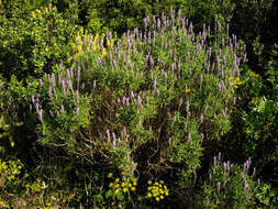 Image of French lavender