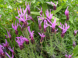 Image of French lavender