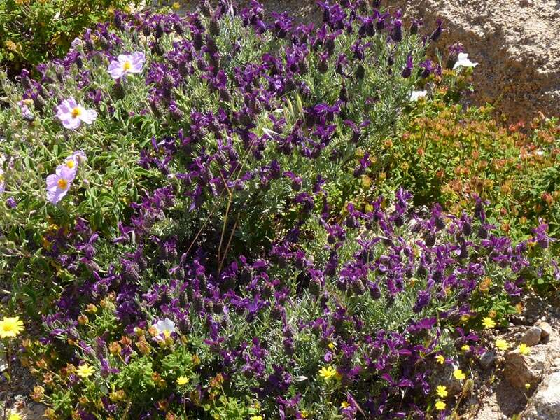 Image of French lavender